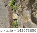 植栽の中に設置された土地の境界標 142073850