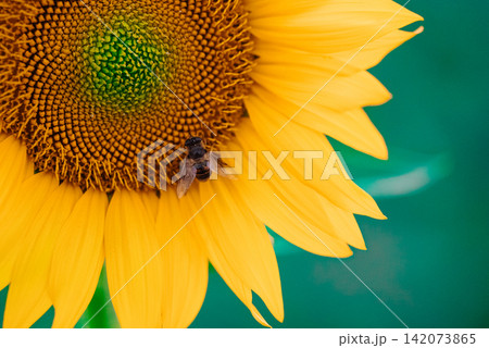 Large Bright Yellow Sunflower With Honey Bee Feeding On Its Flower Head, Natural Pollination And Large Bright Yellow Sunflower With Honey Bee Feeding On Its Flower Head, Natural Pollination And 142073865