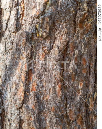 Old wood pine bark texture or background. Old wood pine bark texture or background. 142073929