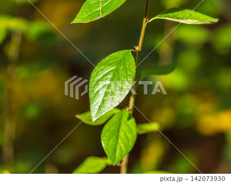 Green leaves with water drops after rain 142073930