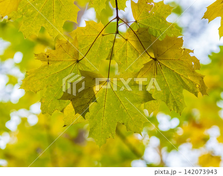 Maple branches with green and yellow leaves in autumn, in the light of sunset. Maple branches with green and yellow leaves in autumn, in the light of sunset. 142073943