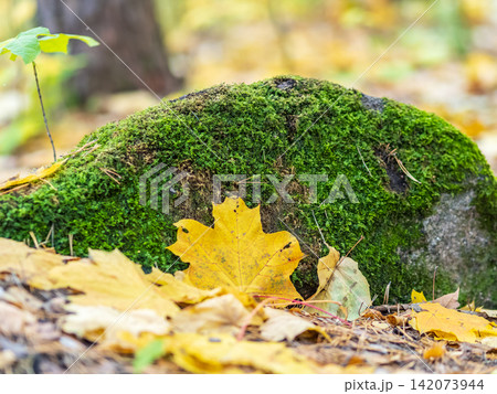 Orange and yellow fallen leaves in the sunlight. Orange and yellow fallen leaves in the sunlight. 142073944