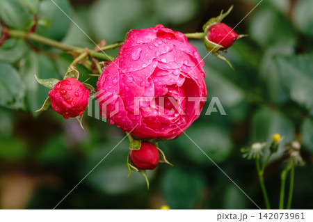 Blooming red rose bud with raindrops close up Blooming red rose bud with raindrops close up 142073961