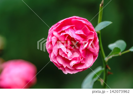 Blooming red rose bud with raindrops close up Blooming red rose bud with raindrops close up 142073962