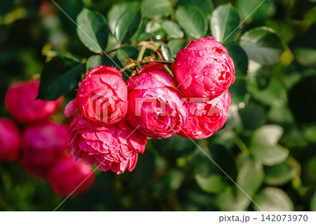 Blooming red rose bud with raindrops close up Blooming red rose bud with raindrops close up 142073970