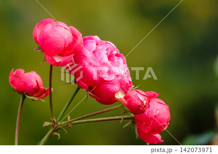 Blooming red rose bud with raindrops close up 142073971