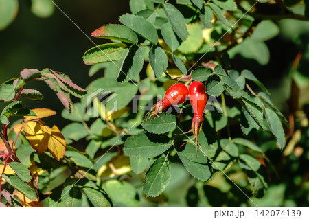Close-up of rosehip fruits ripening in September and October, medicinal red rosehip fruits on the tree, Close-up of rosehip fruits ripening in September and October, medicinal red rosehip fruits on the tree, 142074139