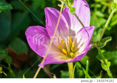 Autumn purple crocuses bloomed above the ground. Autumn purple crocuses bloomed above the ground. 142074181