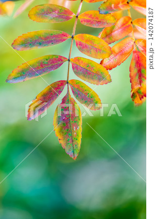 Rowan branches with yellow leaves in the autumn park. Rowan branches with yellow leaves in the autumn park. 142074187