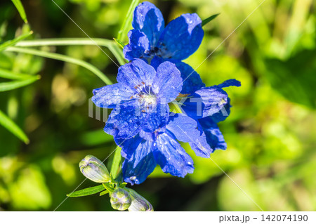 Close up of a delphinium elatum flower in bloom. Purple blue flowers of Larkspur Pagan Purples, Delphinium elatum Hybrid, Alpine Delphinium, perennial. Close up of a delphinium elatum flower in bloom. Purple blue flowers of Larkspur Pagan Purples, Delphinium elatum Hybrid, Alpine Delphinium, perennial. 142074190