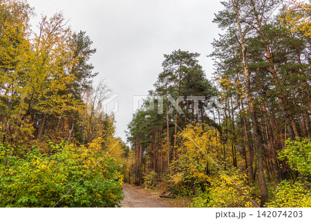 Trail with fallen leaves in an autumn pine forest or park. Trail with fallen leaves in an autumn pine forest or park. 142074203