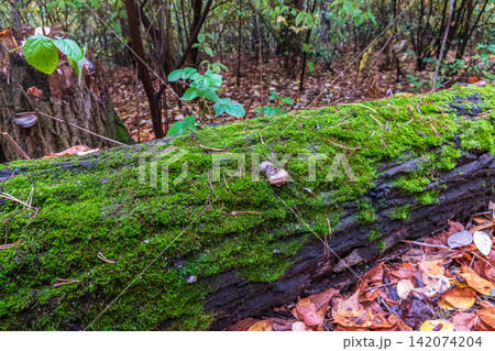 Soft thick moss in the forest is lit by the sun. 142074204