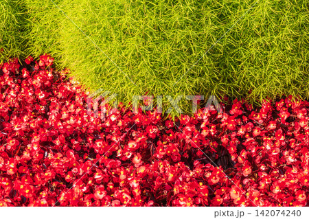 Landscape background with bright red flower beds blossoming against green tall grass 142074240