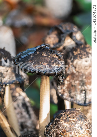 Poisonous toadstool mushrooms in the autumn forest. 142074273