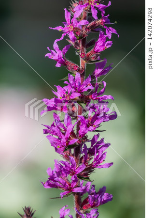 Summer Flowering Purple Loosestrife, Lythrum tomentosum on a green blured background. Summer Flowering Purple Loosestrife, Lythrum tomentosum on a green blured background. 142074298