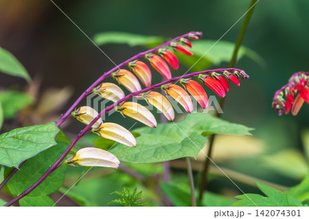 Closeup view of bright blue flowers Ipomoea lobata, the fire vine, firecracker vine or Spanish flag blooming outdoors in garden Closeup view of bright blue flowers Ipomoea lobata, the fire vine, firecracker vine or Spanish flag blooming outdoors in garden 142074301
