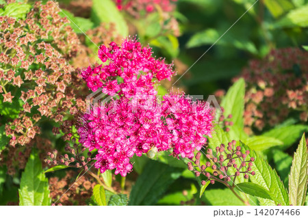 Flowers of Spiraea japonica double play pink, the Japanese meadowsweet, Japanese spiraea or Korean spiraea. It is a plant in the family Rosaceae. 142074466