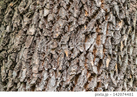 Bark texture and background of a old tree trunk. Detailed bark texture. Bark texture and background of a old tree trunk. Detailed bark texture. 142074481