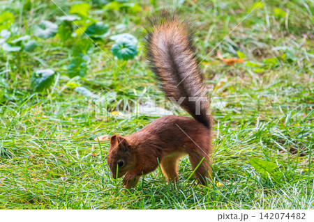 Squirrel in autumn hides nuts on the green grass with fallen yellow leaves Squirrel in autumn hides nuts on the green grass with fallen yellow leaves 142074482