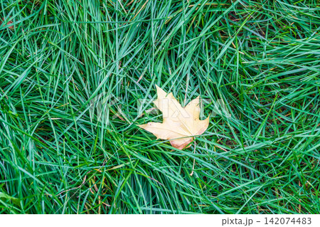 Orange and yellow fallen leaves in the sunlight. Orange and yellow fallen leaves in the sunlight. 142074483