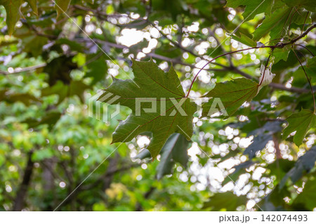 Spring branches of maple tree with fresh green leaves Spring branches of maple tree with fresh green leaves 142074493