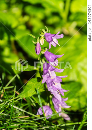 Campanula rapunculoides, creeping bellflower, or rampion bellflower Campanula rapunculoides, creeping bellflower, or rampion bellflower 142074504