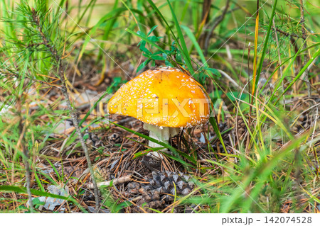 Autumn background. amanita muscaria mushroom in autumn forest. harvest fungi concept. Fly agaric, wild poisonous red mushroom in yellow-orange fallen leaves 142074528