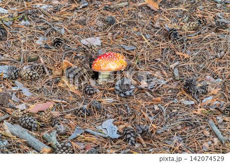 Autumn background. amanita muscaria mushroom in autumn forest. harvest fungi concept. Fly agaric, wild poisonous red mushroom in yellow-orange fallen leaves 142074529
