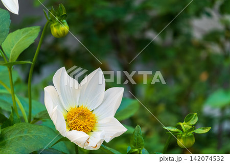 White flowers dahlia pinnata collar mignon blooming in the garden. White flowers dahlia pinnata collar mignon blooming in the garden. 142074532