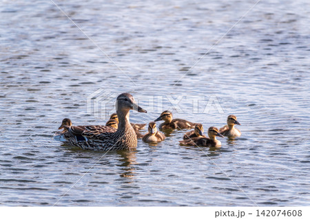 A family of ducks, a duck and its little ducklings are swimming in the water. The duck takes care of its newborn ducklings. Mallard, lat. Anas platyrhynchos A family of ducks, a duck and its little ducklings are swimming in the water. The duck takes care of its newborn ducklings. Mallard, lat. Anas platyrhynchos 142074608
