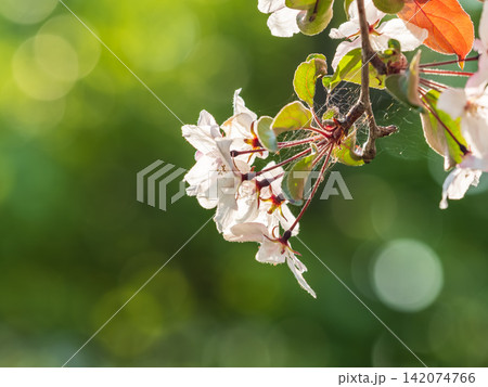 Fresh pink flowers of a blossoming apple tree with blured background Fresh pink flowers of a blossoming apple tree with blured background 142074766