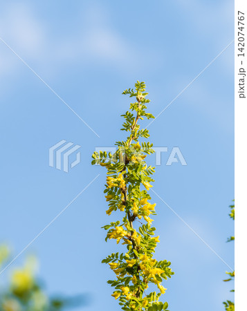 Acacia tree branch with green leaves and yellow flowers. Blooming Caragana Arborescens 142074767