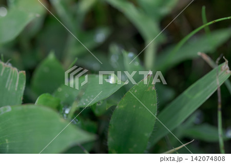 朝露 水滴 葉先 雫 マクロ クローズアップ 植物 緑 自然 ボケ 背景素材 朝露 水滴 葉先 雫 マクロ クローズアップ 植物 緑 自然 ボケ 背景素材 142074808