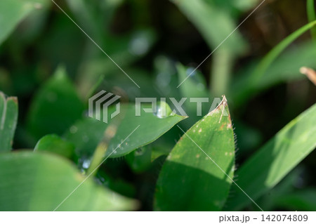 朝露 水滴 葉先 雫 マクロ 接写 緑 自然 植物 クローズアップ 癒し 背景素材 朝露 水滴 葉先 雫 マクロ 接写 緑 自然 植物 クローズアップ 癒し 背景素材 142074809