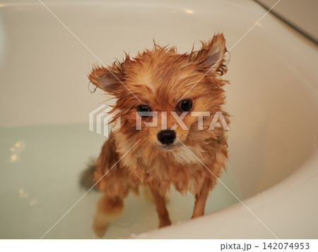 家のお風呂に入る可愛いポメラニアンの子犬の姿 家のお風呂に入る可愛いポメラニアンの子犬の姿 142074953