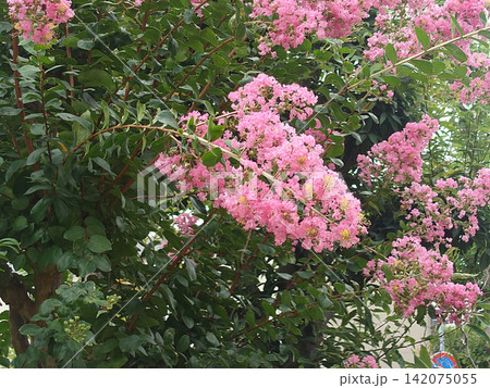 夏に満開のサルスベリの花 夏に満開のサルスベリの花 142075055