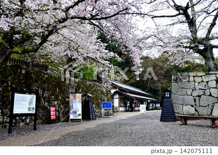 滋賀県 彦根城表門入場口と満開の桜 滋賀県 彦根城表門入場口と満開の桜 142075111