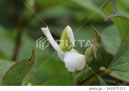 春の野原に咲く白い苞に黄色い小花の集まり(花序)を持つドクダミの花 春の野原に咲く白い苞に黄色い小花の集まり(花序)を持つドクダミの花 142075151