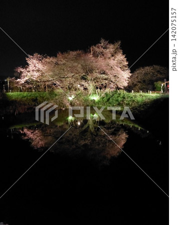 水面に映る夜桜 水面に映る夜桜 142075157