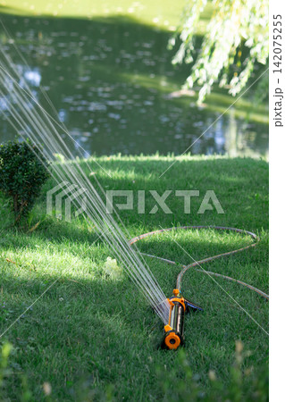 Automatic lawn sprinkler watering green grass near pond in park 142075255