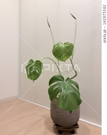 新芽が育つモンステラ 新芽が育つモンステラ 142075582