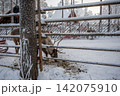 フィンランドのサンタクロース村のあるロヴァニエミの風景 142075910