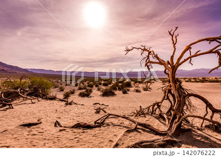 trees in desert, death valley national park trees in desert, death valley national park 142076222