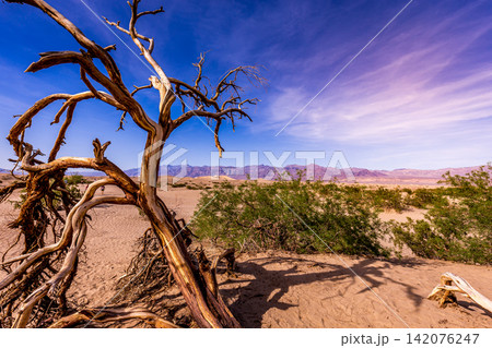 trees in desert, death valley national park trees in desert, death valley national park 142076247