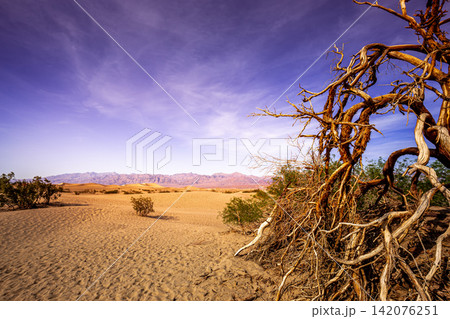 trees in desert,  death valley national park 142076251