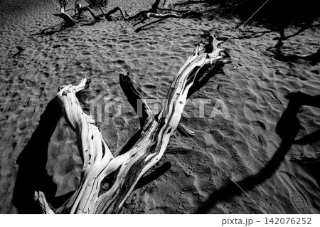 trees in desert, death valley national park trees in desert, death valley national park 142076252