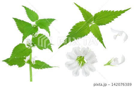 blooming nettle branch isolated on white background 142076389