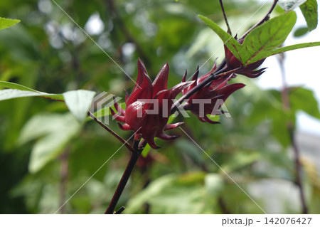 Roselle fruit Roselle fruit 142076427