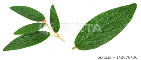 viburnum rhytidophyllum green leaf isolated on white background. Srub or bush for gargen decoration. Top view. Flat lay viburnum rhytidophyllum green leaf isolated on white background. Srub or bush for gargen decoration. Top view. Flat lay 142076436