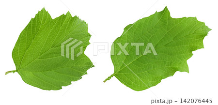 Green Viburnum leaf isolated on white background Green Viburnum leaf isolated on white background 142076445